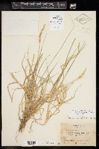 Setaria leucopila image