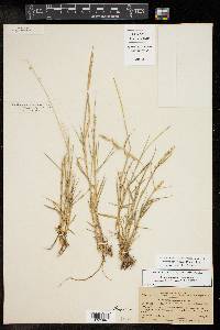 Setaria reverchonii image