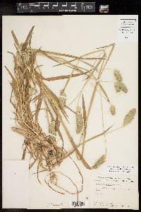 Phalaris caroliniana image