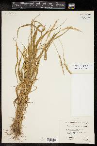 Setaria grisebachii image