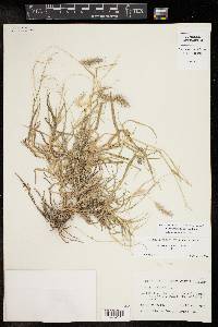 Pennisetum ciliare image