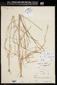 Schizachyrium scoparium var. scoparium image