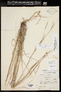 Schizachyrium scoparium var. scoparium image