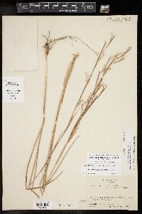 Schizachyrium scoparium var. scoparium image