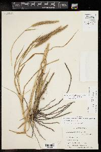 Pennisetum ciliare image