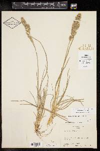 Poa arachnifera image