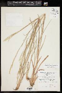 Schizachyrium scoparium var. scoparium image