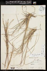 Schizachyrium scoparium var. scoparium image