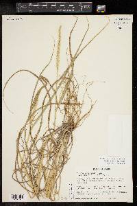 Setaria macrostachya image