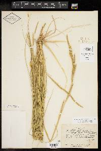 Spartina patens image