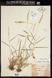 Setaria scheelei image