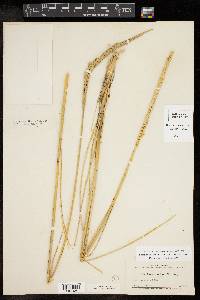 Spartina spartinae image