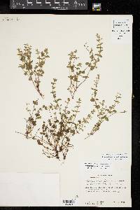 Clinopodium brownei image