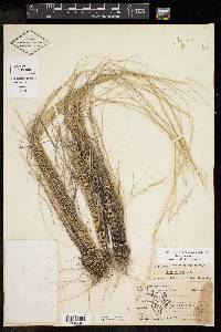 Achnatherum eminens image