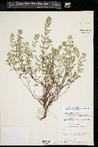 Hedeoma reverchonii var. serpyllifolia image