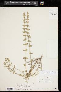 Hedeoma reverchonii var. serpyllifolia image
