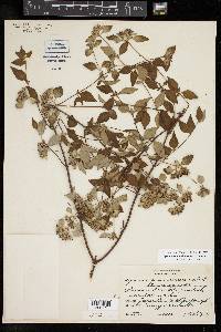 Pycnanthemum albescens image