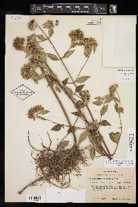 Pycnanthemum albescens image