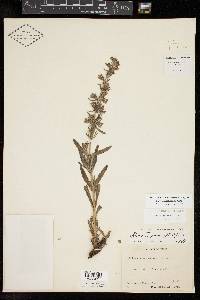 Salvia engelmannii image