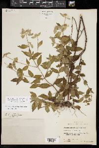 Pycnanthemum albescens image