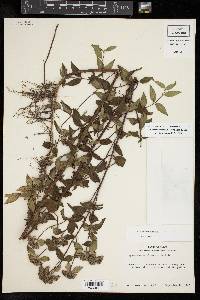 Pycnanthemum albescens image