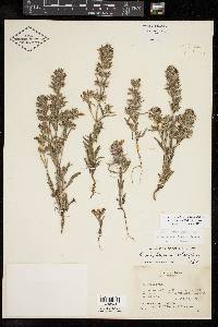 Salvia texana image