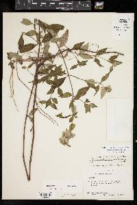 Pycnanthemum albescens image