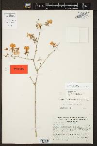 Oncidium reflexum image