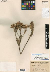 Lessingianthus coriaceus image