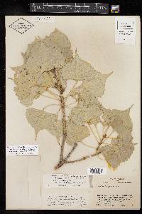 Populus deltoides subsp. monilifera image