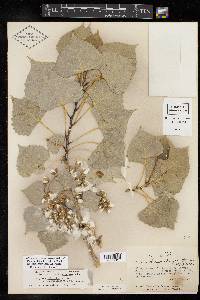 Populus deltoides subsp. monilifera image