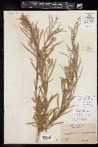 Salix thurberi image