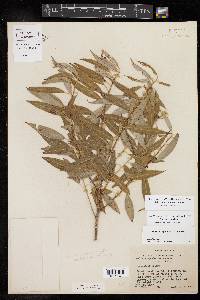 Salix amygdaloides image