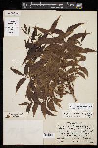 Carya illinoinensis image