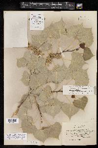 Populus deltoides subsp. monilifera image