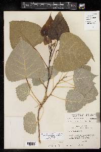 Populus deltoides subsp. deltoides image