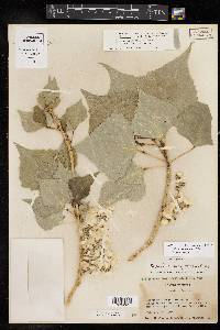 Populus fremontii image