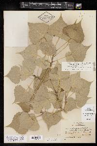 Populus deltoides subsp. monilifera image