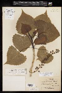 Populus deltoides subsp. deltoides image