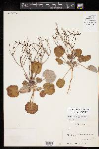 Eriogonum rotundifolium image