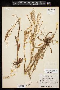 Rumex hastatulus image