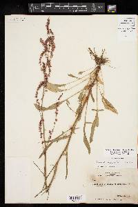 Rumex hastatulus image