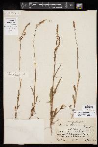 Rumex hastatulus image