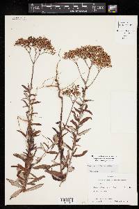 Eriogonum multiflorum image