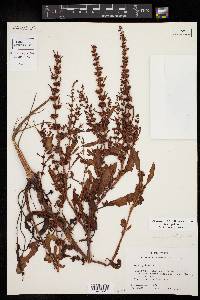 Rumex pulcher image