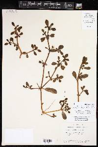 Sesuvium portulacastrum image