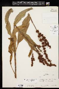 Rumex chrysocarpus image