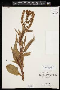 Rumex altissimus image