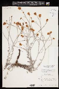 Eriogonum wrightii image