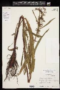 Rumex verticillatus image